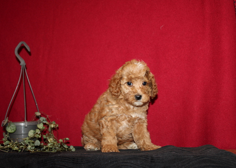 puppy, for, sale, Mini GoldenDoodle F2BB, Matthew B. Stoltzfus, dog, breeder, Gap, PA, dog-breeder, puppy-for-sale, forsale, nearby, find, puppyfind, locator, puppylocator, aca